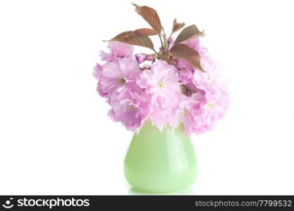 sakura flower in vase isolated on white