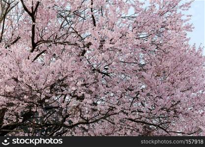 Sakura flower or cherry blossoms in Japan.