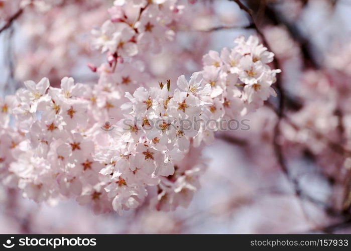 Sakura flower or cherry blossoms in Japan.