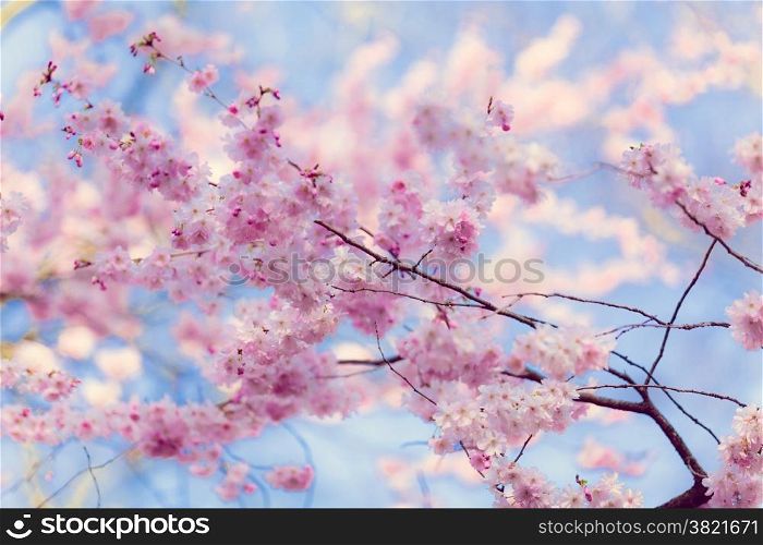 Sakura flowers.