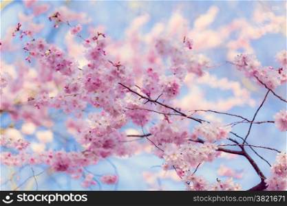 Sakura flowers.