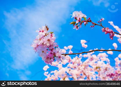 Sakura flowers blooming. Beautiful pink cherry blossom