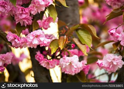 Sakura flowers blossoming on a spring day. Cherry flower close up. . Sakura flowers blossoming