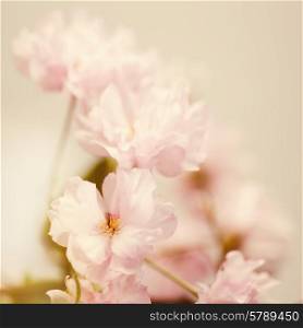 Sakura flowers, soft abstract floral backgrounds