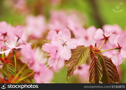 Sakura spring blossoms with shallow depth of field