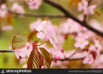 Sakura spring blossoms with shallow depth of field
