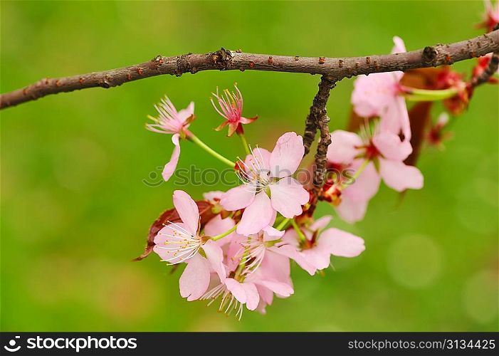 Sakura spring blossoms with shallow depth of field