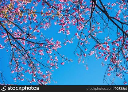 Sakura Thailand Cherry Blossom in Spring Beautiful Day Pink Flowers