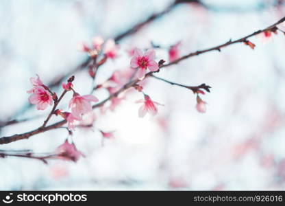 Sakura Thailand Cherry Blossom in Spring Beautiful Day Pink Flowers