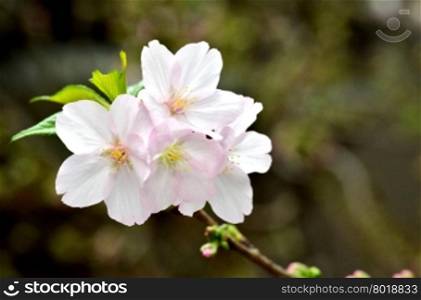 Sakura, the famouse flower of Japan, shown in Gardens by the Bays, Singapore