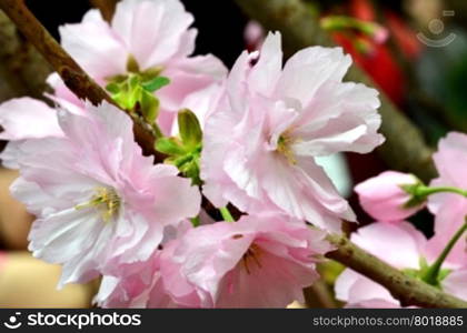 Sakura, the famouse flower of Japan, shown in Gardens by the Bays, Singapore