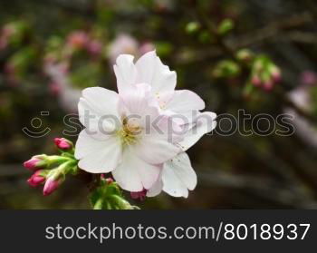 Sakura, the famouse flower of Japan, shown in Gardens by the Bays, Singapore