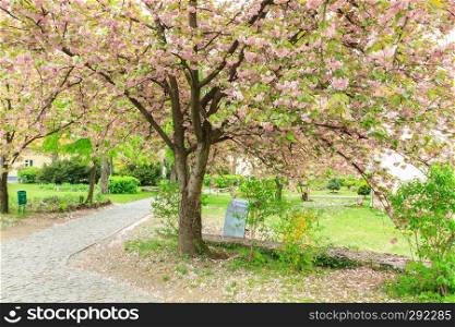 Sakura tree blossomed in the city of Uzhgorod, Ukraine