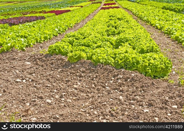 salad cultivation