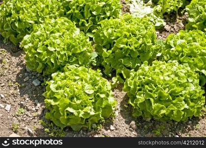 salad cultivation