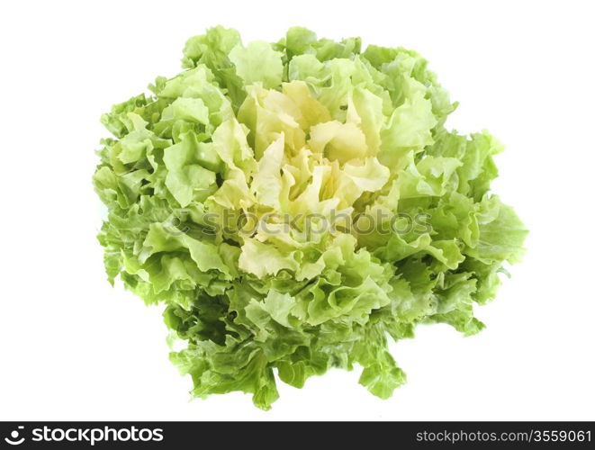 salad Escarole endive in front of white background