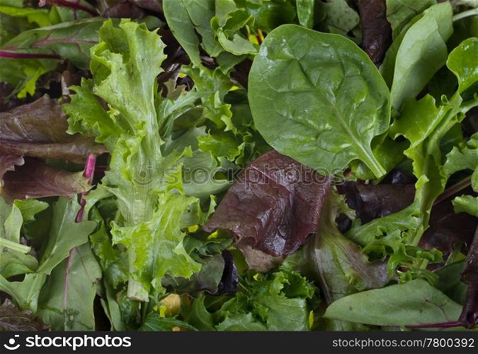 salad greens background. great image of lettuce rocket and other salad greens