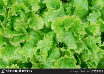 Salad leaf. Fresh Lettuce background. vegetables background