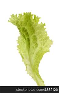 Salad lettuce isolated on white background