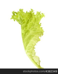 Salad lettuce isolated on white background