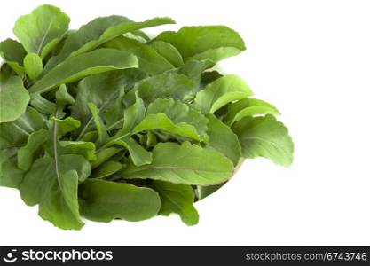 Salad Rocket leaves - Rucola