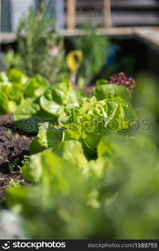 Salad, vegetables and herbs in raised bed. Fresh plants and soil.