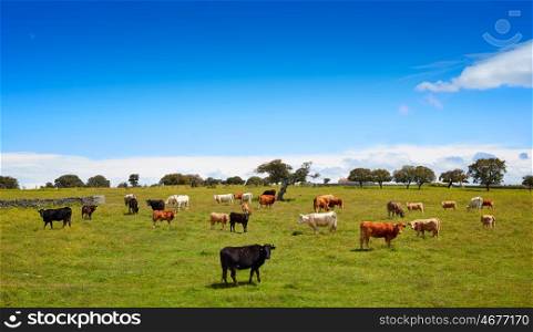 Salamanca grassland cows cattle in Dehesa of Spain by the via de la Plata way to santiago