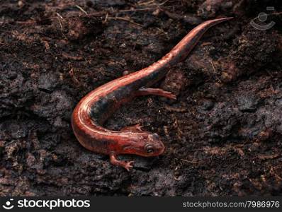 Salamander in a moist cool damp forest habitat as an eastern redback crawling on an earth floor as an amphibian animal living in a northern environment as a symbol of wildlife and zoology.