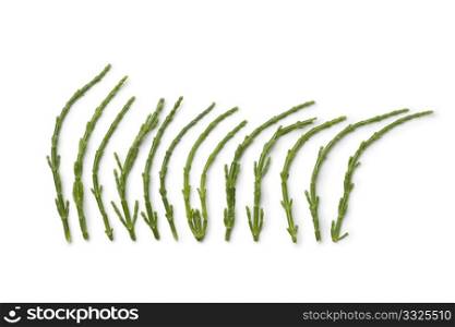Saliconia stalks in a row on white background