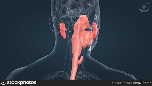 Salivary glands make saliva, which aids in digestion, keeps your mouth moist and supports healthy teeth. 3d illustration. Salivary glands make saliva, which aids in digestion, keeps your mouth moist and supports healthy teeth.