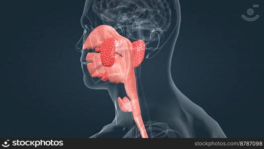 Salivary glands make saliva, which aids in digestion, keeps your mouth moist and supports healthy teeth. 3d illustration. Salivary glands make saliva, which aids in digestion, keeps your mouth moist and supports healthy teeth.