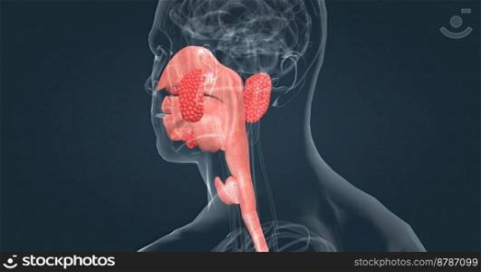 Salivary glands make saliva, which aids in digestion, keeps your mouth moist and supports healthy teeth. 3d illustration. Salivary glands make saliva, which aids in digestion, keeps your mouth moist and supports healthy teeth.