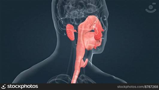 Salivary glands make saliva, which aids in digestion, keeps your mouth moist and supports healthy teeth. 3d illustration. Salivary glands make saliva, which aids in digestion, keeps your mouth moist and supports healthy teeth.