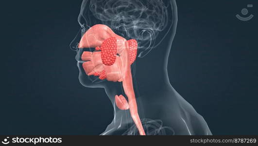 Salivary glands make saliva, which aids in digestion, keeps your mouth moist and supports healthy teeth. 3d illustration. Salivary glands make saliva, which aids in digestion, keeps your mouth moist and supports healthy teeth.