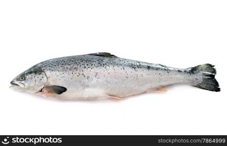 salmon fish in front of white background