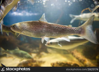 Salmon swimming. Salmon swimming in clear water in an aquarium seen from the side