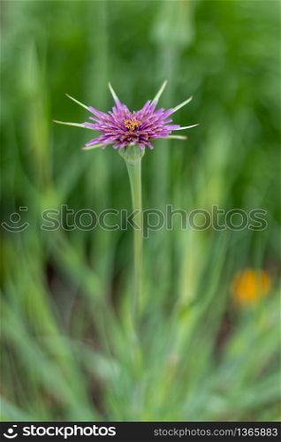 Salsify, Purple Salsify, John-go-to-bed-at-noon, Oyster plant, Vegetable oyster, Goatsbeard wild flower