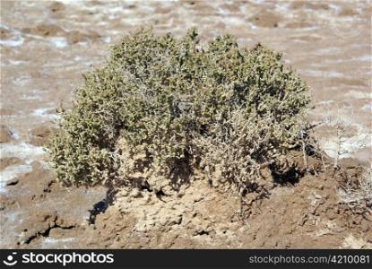 Salt, desert and green bush in Tunisia