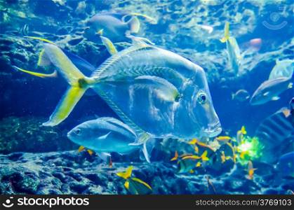 salt water fish in the ocean or aquarium