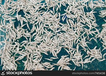Salted sun dried anchovy fish making process top view details - Local seafood industry Thailand