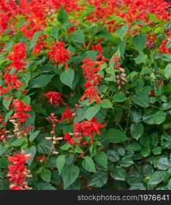 Salvia divinorum, garden with blooming red flowers and green leaves. Day