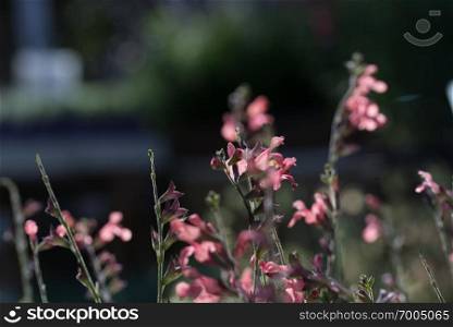 Salvia officinalis pink flowers on dark soft bokeh background. Salvia officinalis pink flowers, dark soft bokeh background