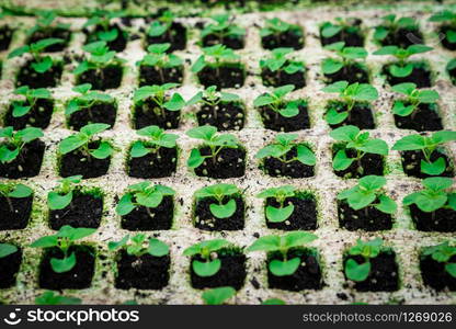 Salvia plant newly sprouting growing closeup. Indoor agriculture.