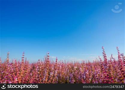 Salvia sclarea sage field blooming in Provence France