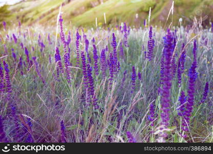 salvia. summer meadow sage background