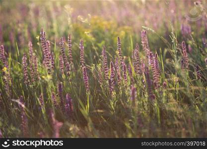 salvia. Summer meadow with sage in sunset time