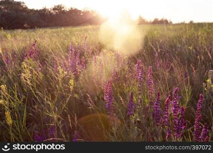 salvia. Summer meadow with sage in sunset time