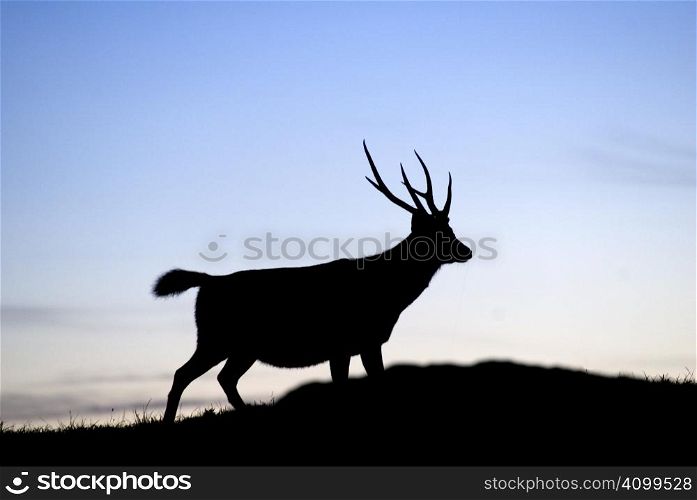 Sambar&acute;s silhouette standing on a small hill, it is slow and confident moving.