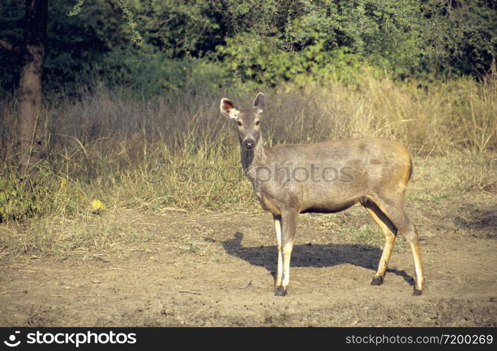 Sambar at Ranthambore National Park, Rajasthan, India