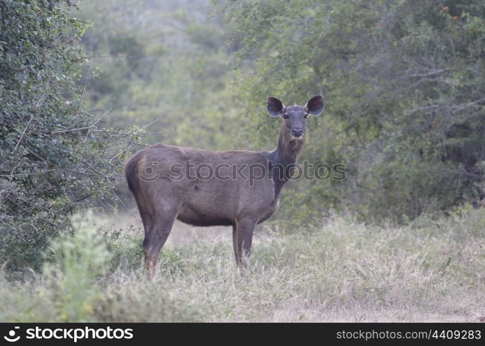 Sambar deer